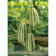 今日洋瓜价格,市场行情一览