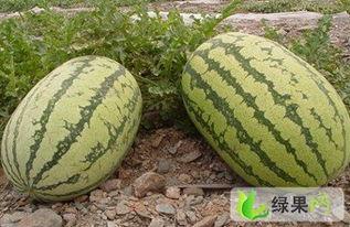 光霞石头瓜今日行情,涨跌波动，市场动态一览