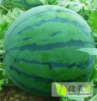 昌乐黄皮瓜今日价格行情,涨跌波动，市场动态一览