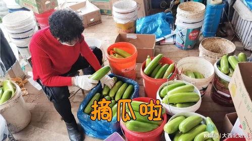 西葫芦瓜今日价格,今日西葫芦瓜价格行情一览