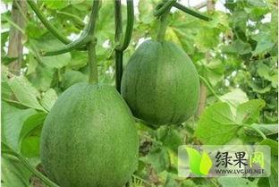 今日德州脆瓜价格行情,今日市场动态一览