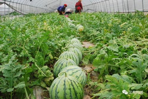 51cg1今日大瓜最新官网,今日大瓜最新动态，精彩内容不容错过！