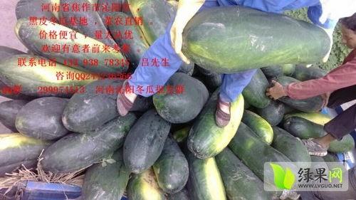 毛瓜价格今日,今日毛瓜价格波动解析