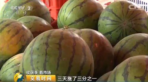 毛瓜价格今日,今日毛瓜价格波动解析