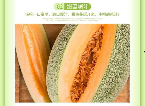 海南沙地哈密瓜今日价,尽享夏日甜蜜诱惑