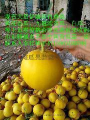 莘县今日小瓜价格,市场行情一览”