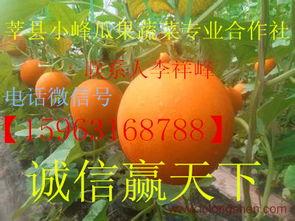 莘县今日小瓜价格,市场行情一览”