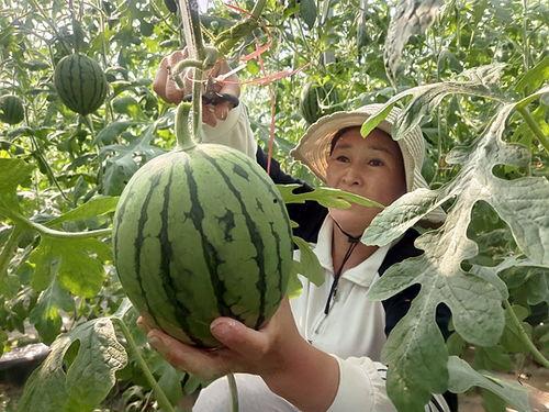 长沙小吊瓜今日报价,新鲜上市，价格实惠，抢购从速！”