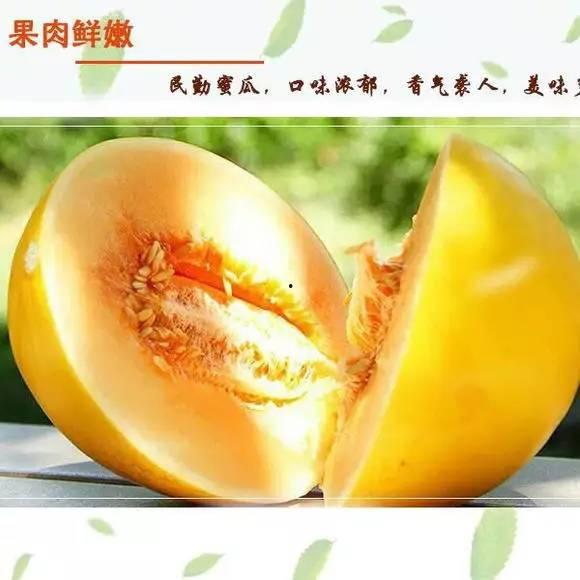 今日蜜瓜报价最新价格,新鲜采摘，价格走俏！