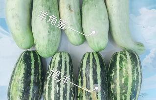 今日瓜品种,揭秘各大瓜品种的传奇故事
