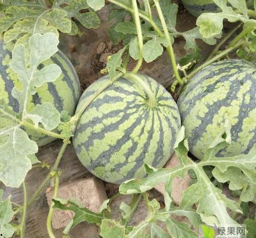 东台瓜产地今日价格行情,新鲜瓜果价格走俏，品质瓜王引领市场