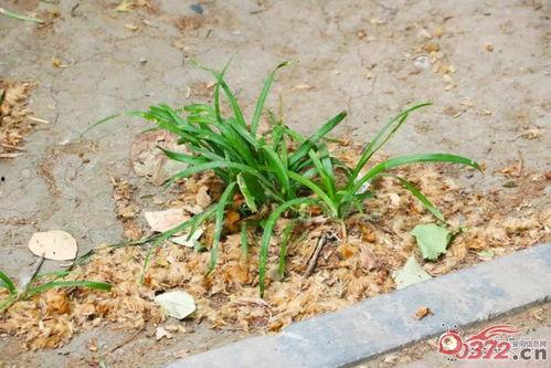 安阳瓠瓜今日价格,市场行情一览”