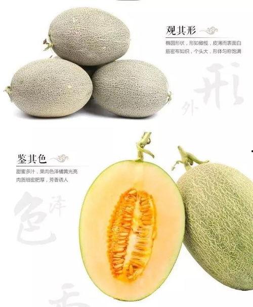乐东今日哈密瓜价格表,品质佳受消费者青睐
