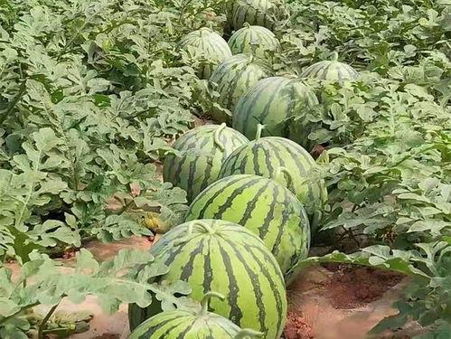 山西运城夏县今日瓜价,今日瓜价行情一览