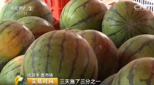 今日湛江毛瓜价格行情,今日市场动态一览”