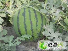 淮南苏瓜价格今日报价,市场行情一览”