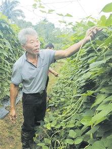 今日瓜菜行情怎么样,涨跌互现，局部地区价格波动明显