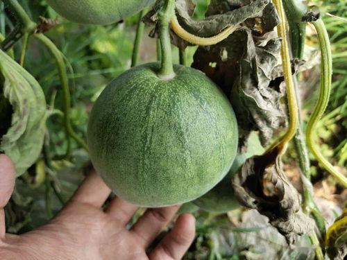 莒县今日荀瓜价格,市场行情一览”