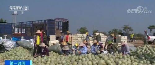 今日海南哈密瓜收购价位,果农笑开颜