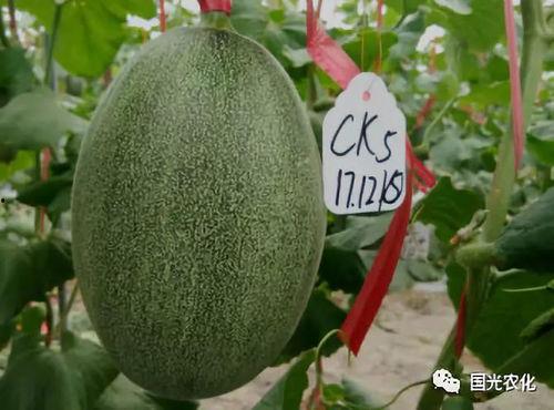 今日海南哈密瓜收购价位,果农笑开颜