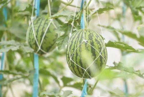 今日新瓜,揭秘娱乐圈最新热点事件