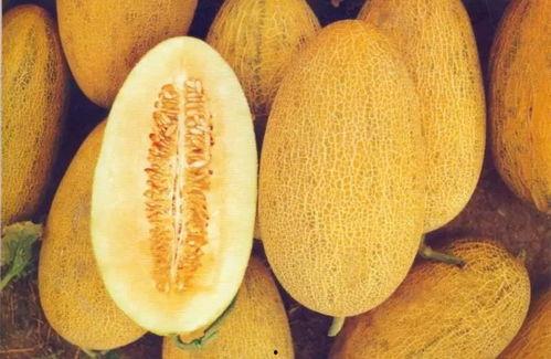 今日沈阳哈密瓜价格,今日行情一览