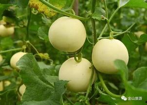 今日份吃到最大的瓜,揭秘娱乐圈最大重磅炸弹