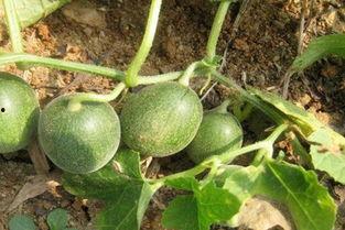 马泡瓜今日价格行情,价格波动解析与市场趋势洞察