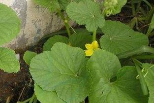 马泡瓜今日价格行情,价格波动解析与市场趋势洞察