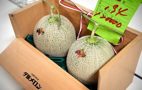 今日蜜瓜报价查询网,市场行情实时更新