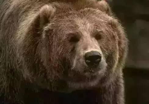 曼的小丑熊黑料吃瓜,黑料背后的真相与争议