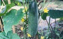 今日武汉白瓜价,市场行情实时解析”