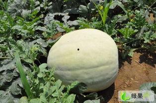 今日武汉白瓜价,市场行情实时解析”