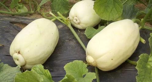 青州黄银瓜今日价格,品味甘甜，尽享丰收喜悦”