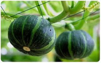 青州黄银瓜今日价格,品味甘甜，尽享丰收喜悦”