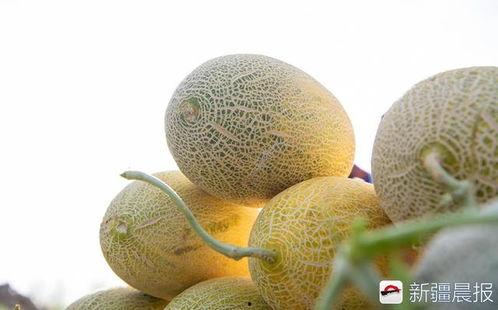 西州蜜瓜今日价,价格行情一览