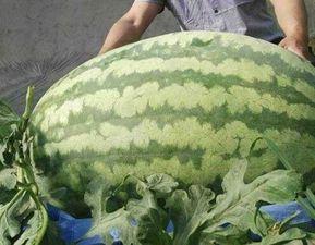 今日最大的瓜,揭秘娱乐圈惊天大瓜！