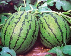 今日红瓜多少钱一斤,行情一览，一斤多少钱？