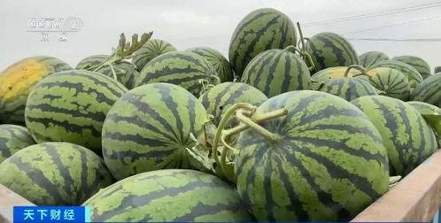 今日红瓜多少钱一斤,行情一览，一斤多少钱？