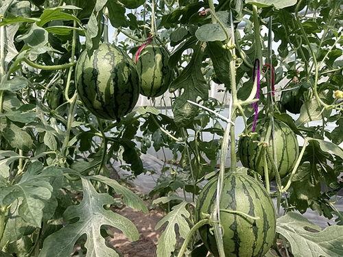 山东菏泽小吊瓜今日价格2024,今日价格行情一览”