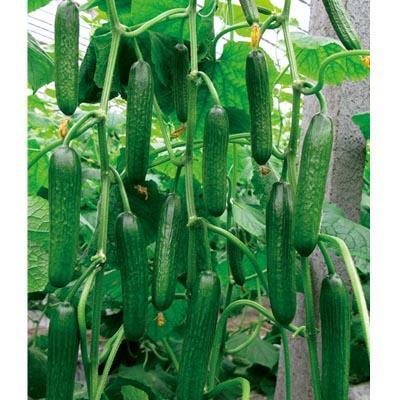 山东寿光小瓜今日价,新鲜上市，价格亲民！”