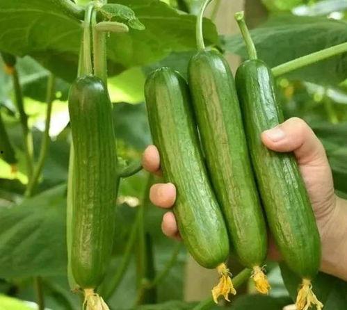 山东寿光小瓜今日价,新鲜上市，价格亲民！”