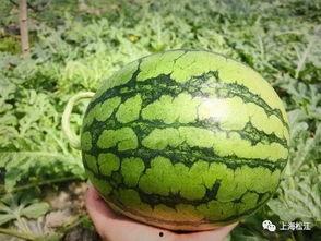 今日热点无人买瓜,今日热点背后的冷思考