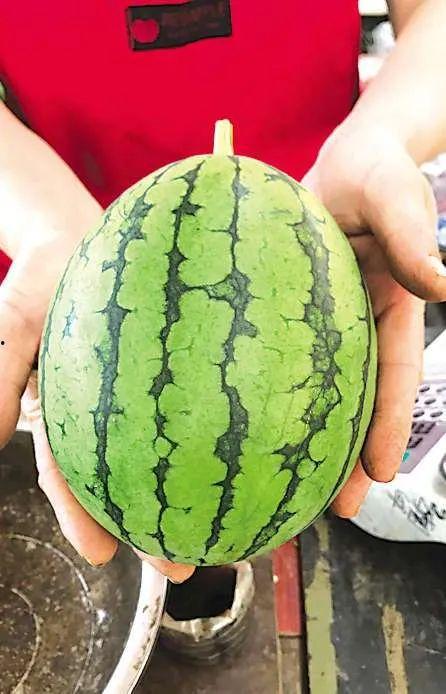 新疆硒砂瓜今日产地收购价格