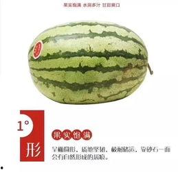 新疆硒砂瓜今日产地收购价格