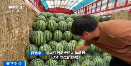 今日无锡瓜价格最新行情,新鲜瓜果价格走俏，市民抢购热潮涌动