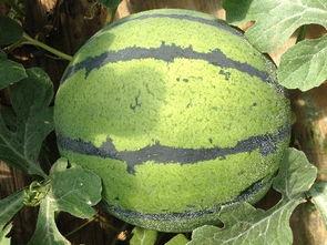 青州小吊瓜今日价格表,今日价格一览，品味鲜美佳果”