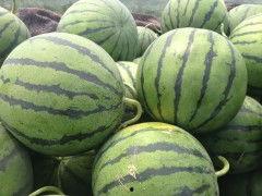 青州小吊瓜今日价格表,今日价格一览，品味鲜美佳果”