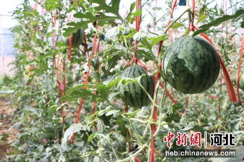 青州小吊瓜今日价格表,今日价格一览，品味鲜美佳果”