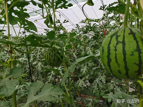 陕西小吊瓜今日价格表,市场行情一览